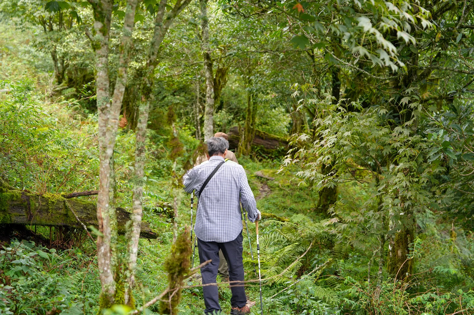 Moss forest on the Chieu Lau Thi trekking route
