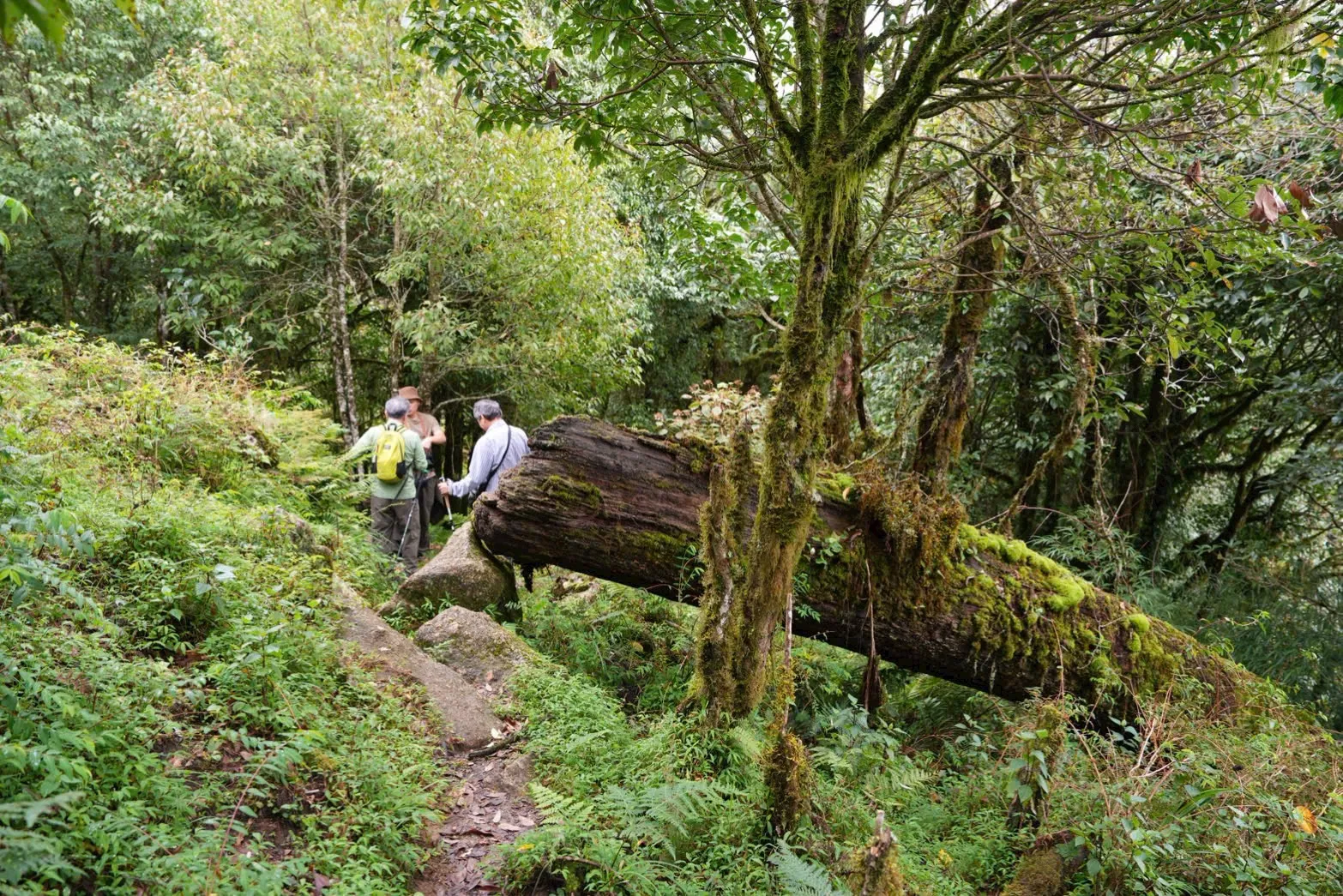 Trekkers walking through moss forest on the Chieu Lau Thi route