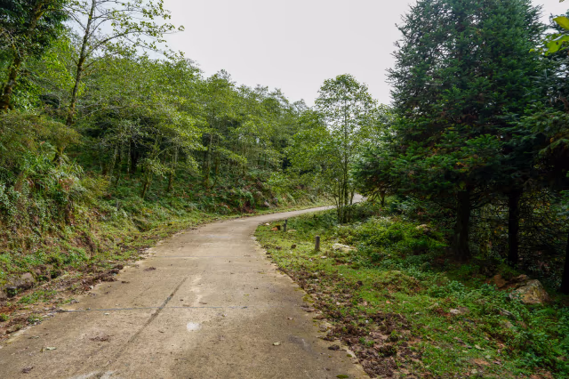 Stone and forest path on the daylight ascent toward the Chieu Lau Thi summit ridge, Hoang Su Phi