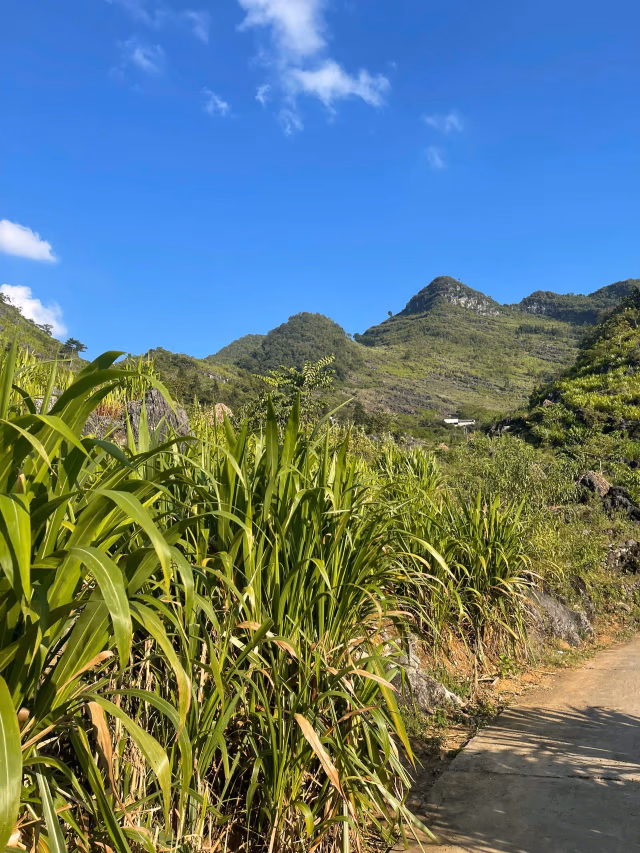 Karst hills and cultivated slopes with a walking path in eastern Ha Giang — trekking-first landscape.