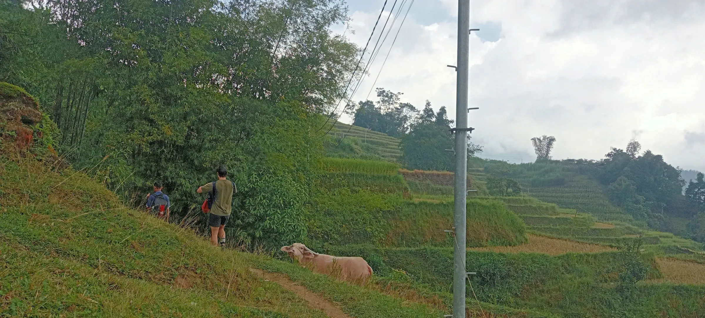 Trekkers walk a narrow ridge path above rice terraces on the Ho Thau to Nam Ai walking day in Hoang Su Phi.