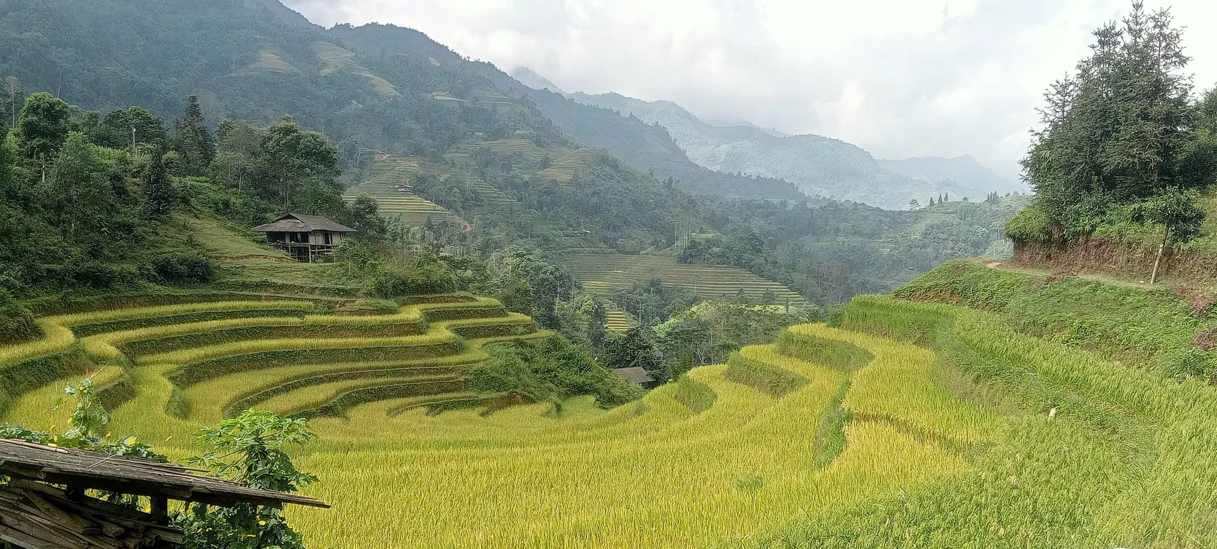 Golden rice terraces and a stilt house above a valley in western Hoang Su Phi.