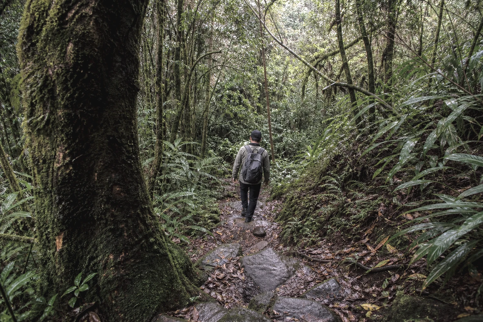 Trekker descending a damp moss forest trail on Chieu Lau Thi