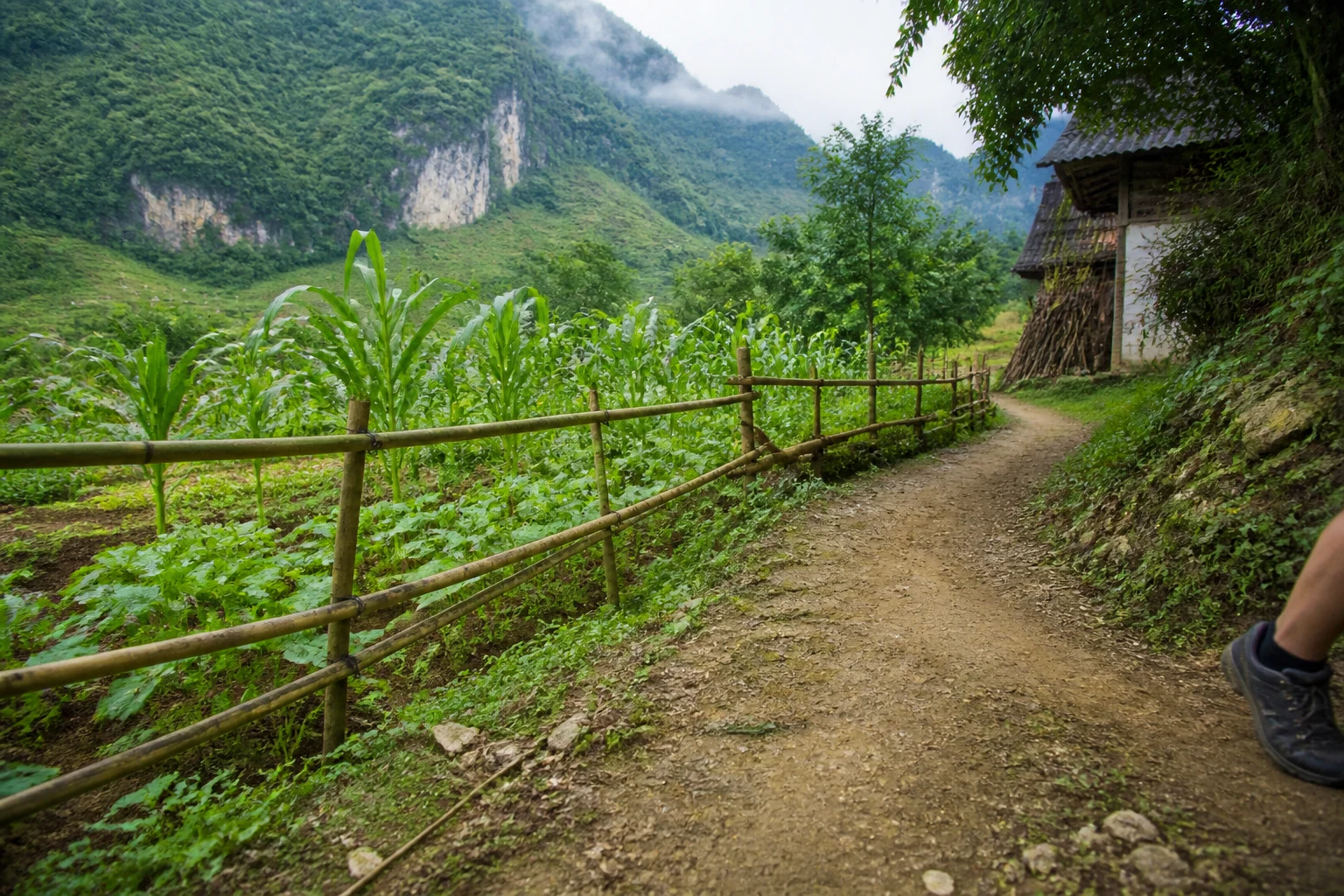 Practical walking path beside cultivated fields in the Du Gia valley