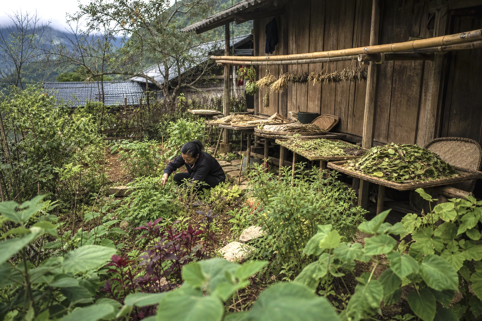 Herbal garden and drying roots beside a Dao Cham house in Nam Dam