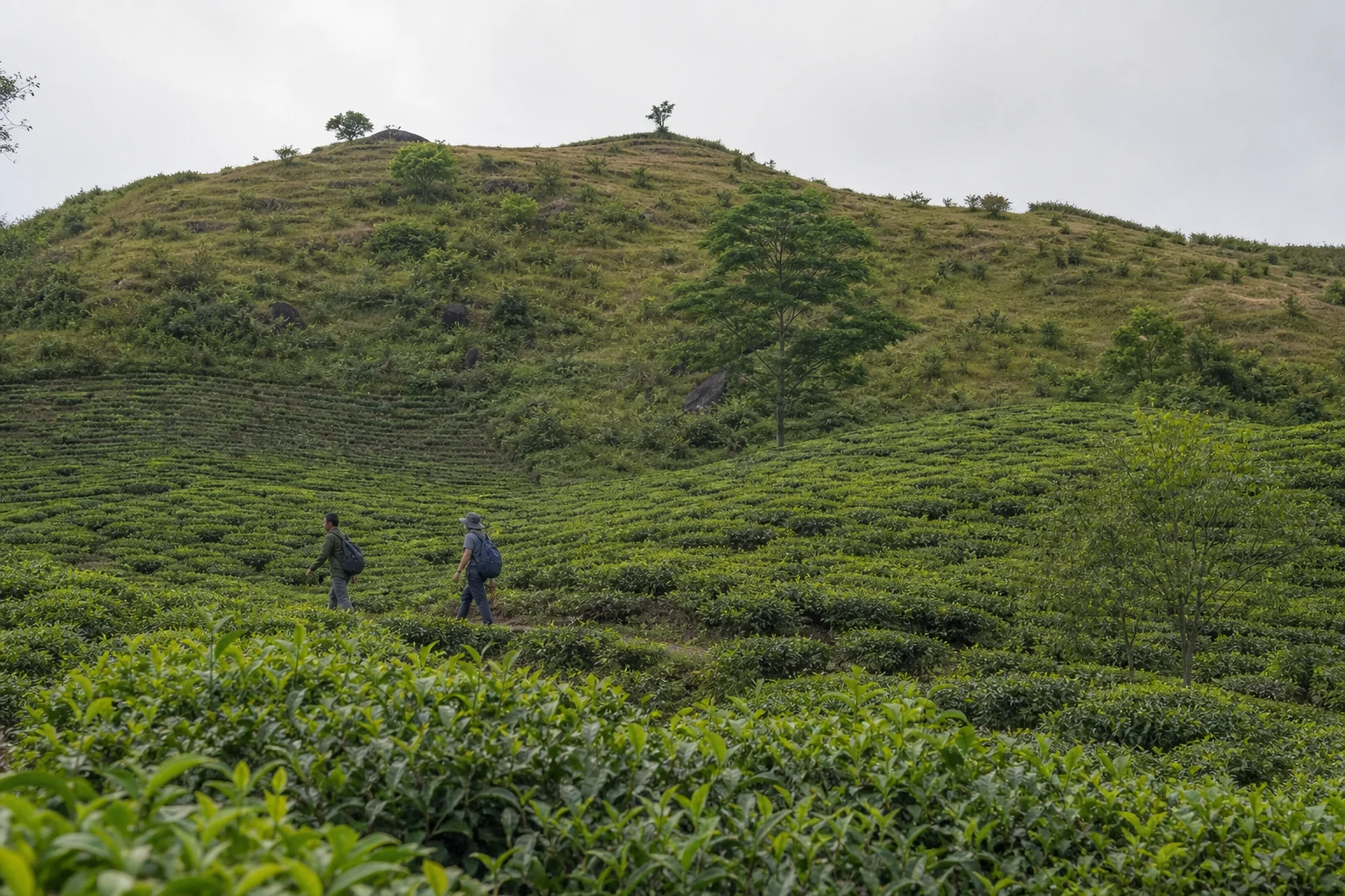 Walkers ascending a tea garden slope toward an open mountain ridge