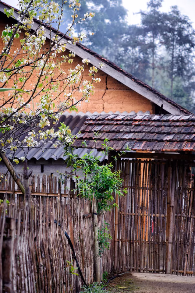 Traditional earthen-walled house in Nam Dam with white spring blossom and bamboo gate, Quan Ba
