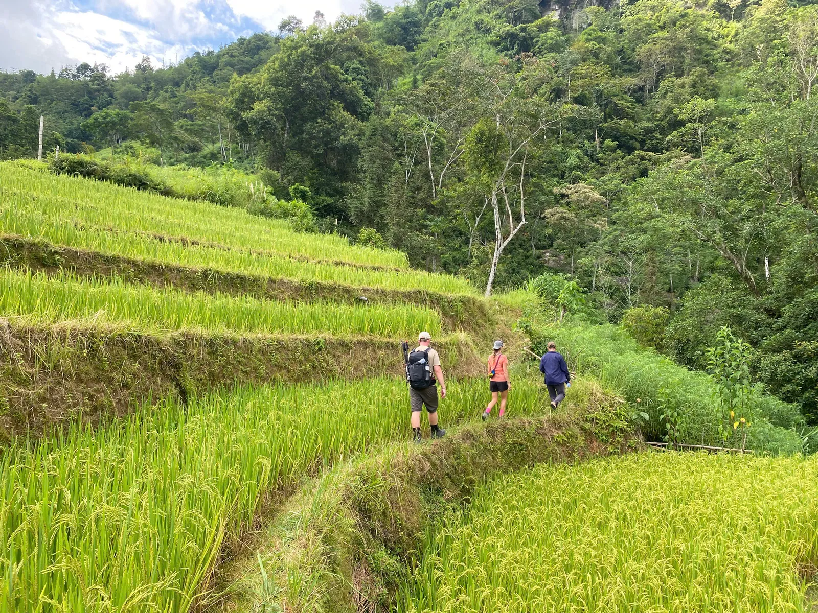 Trekkers walk a narrow path between bright green rice terraces near Nam Hong, Hoang Su Phi.