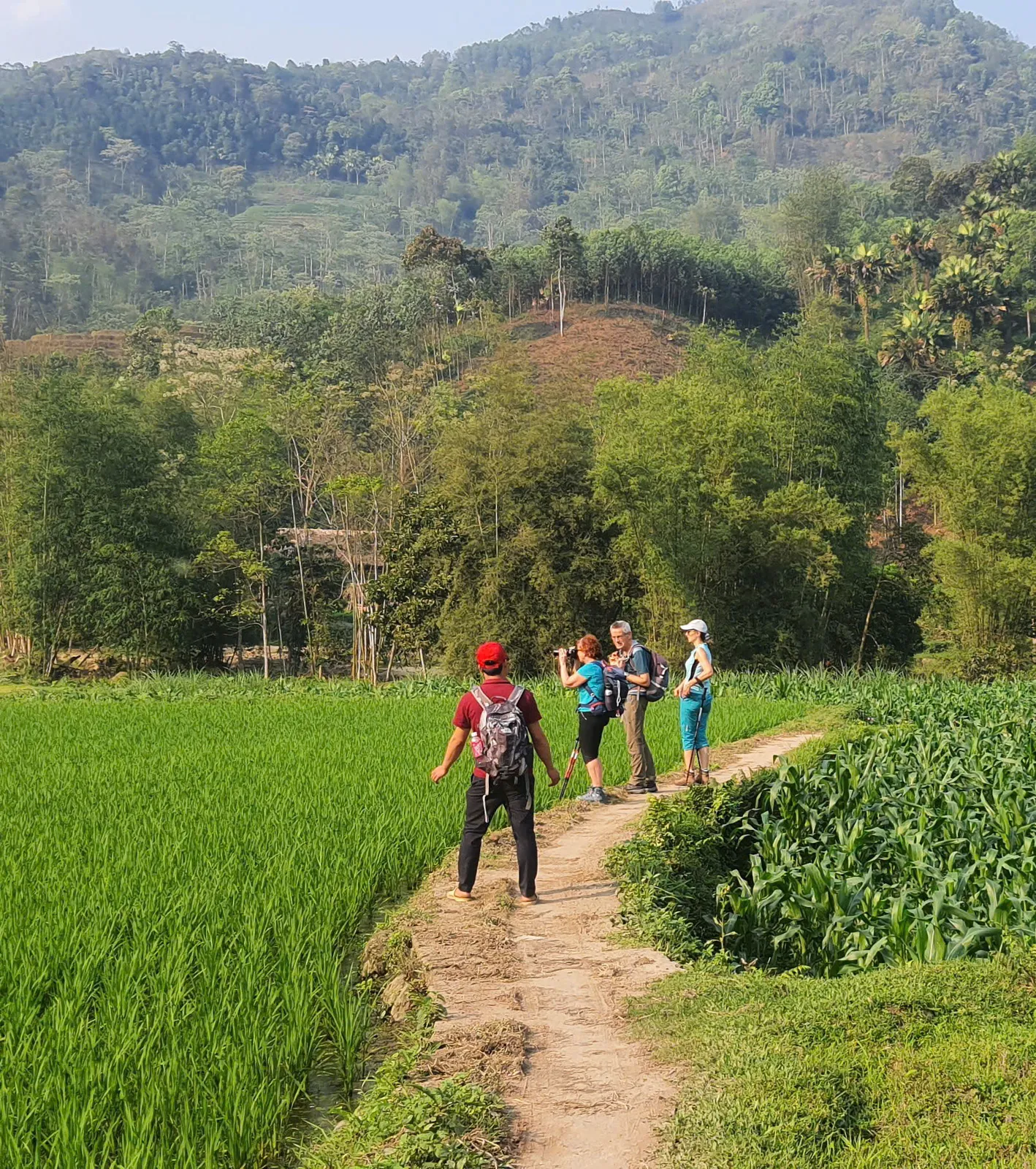 A guide and trekkers pause on a farm path between green paddies near Nam Hong, Hoang Su Phi.