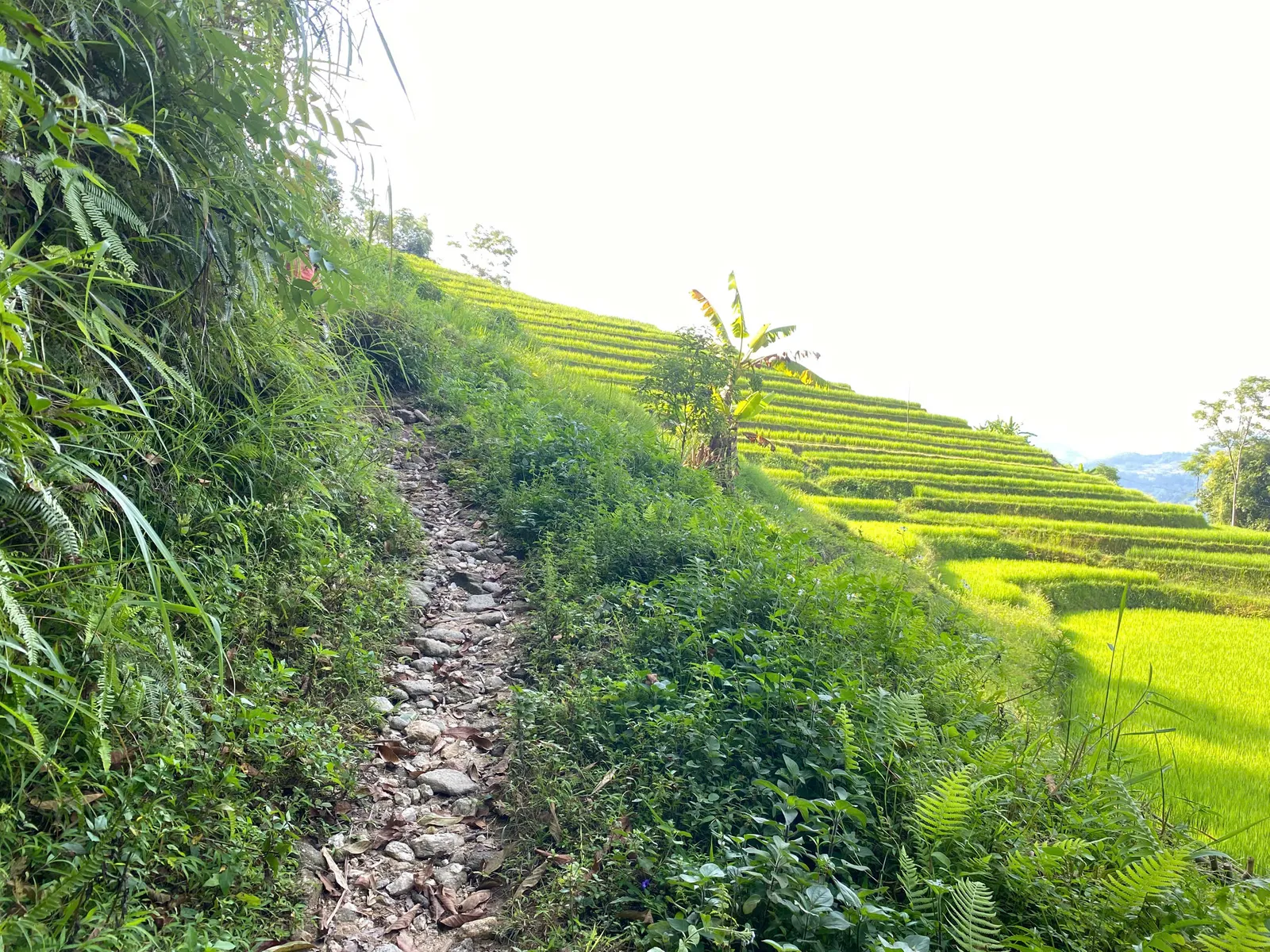 A stony mountain trail crossing open terrain near Nam Hong, Hoang Su Phi.