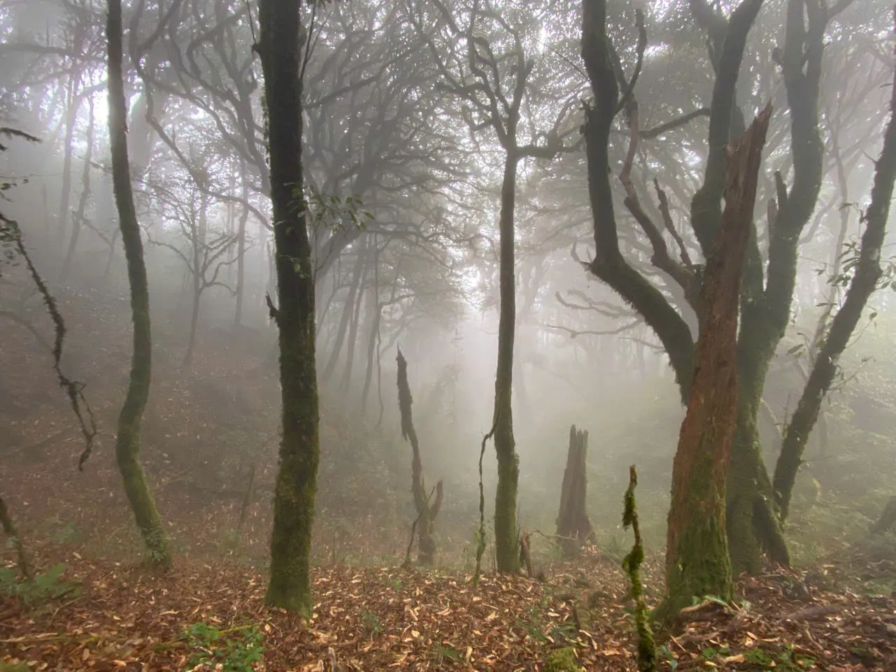 Fog in forest on the massif — visibility can change quickly