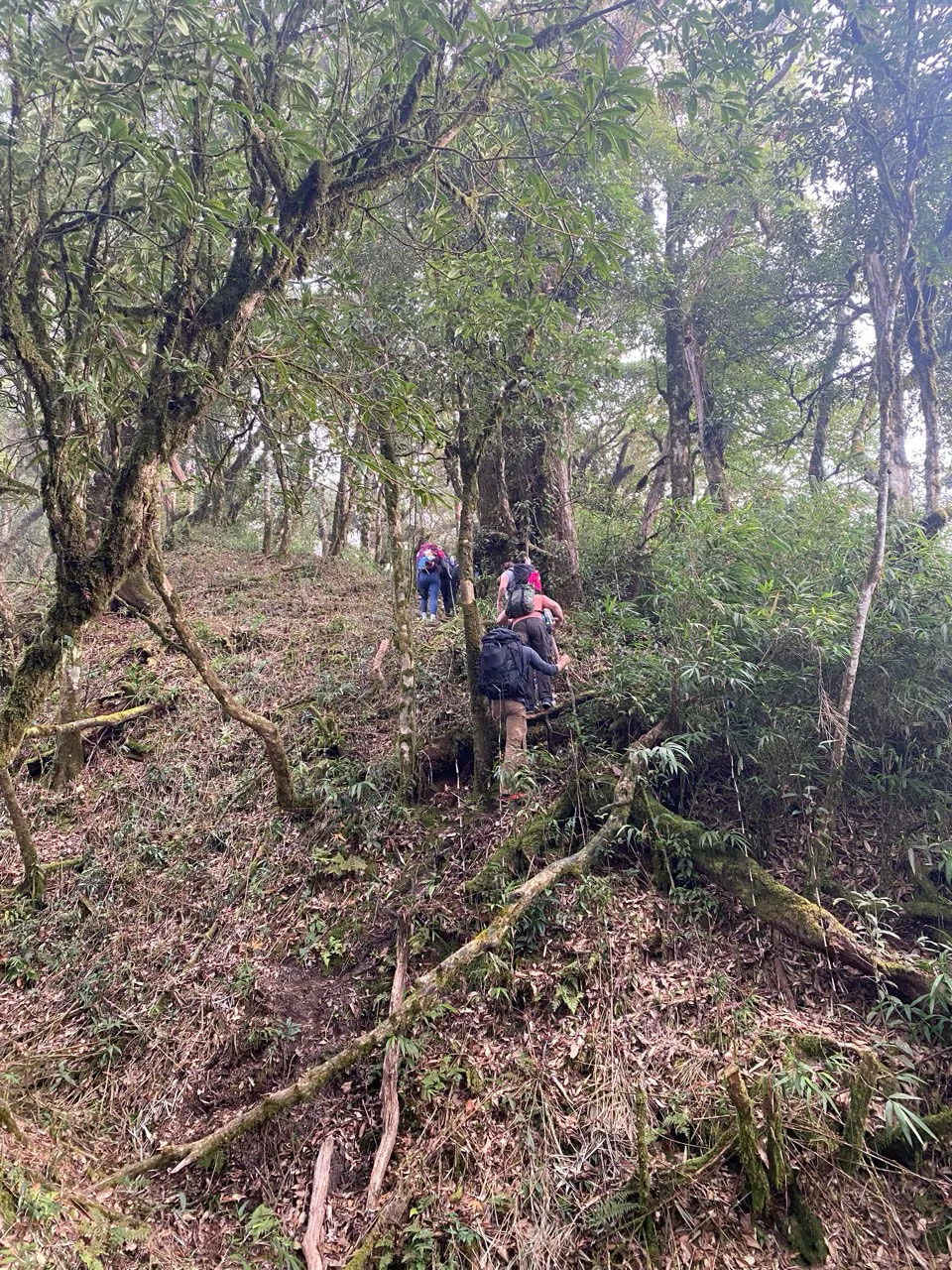 Trekkers on a steep uphill forest path — backs to camera