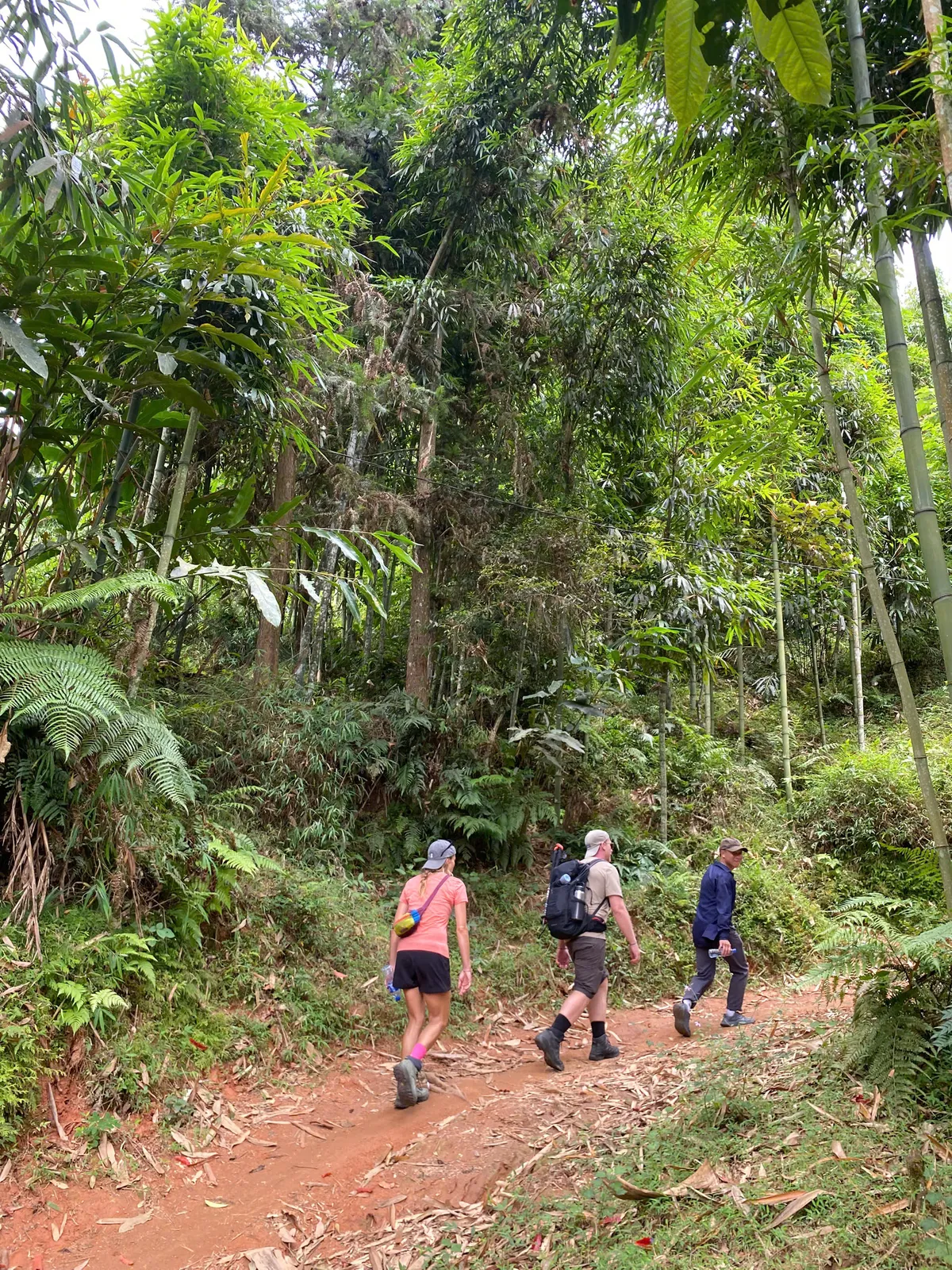 Dirt trail through highland forest