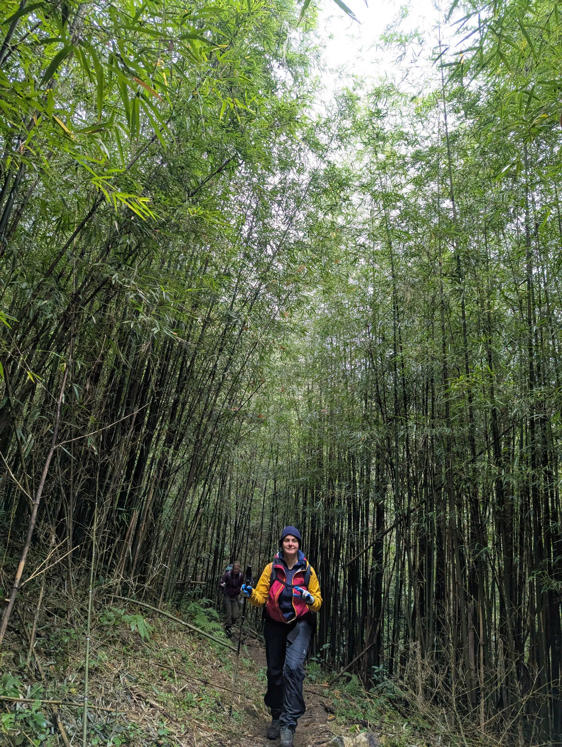 Trekkers on a bamboo-forest path on Tay Con Linh