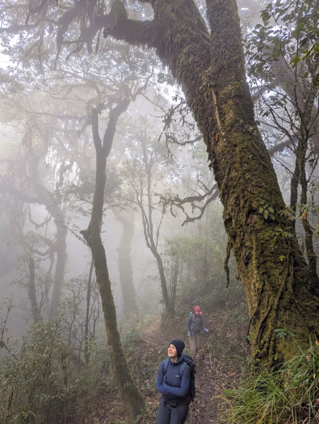 Trekkers on a mossy forest path in mist on the Tay Con Linh from Tung San corridor