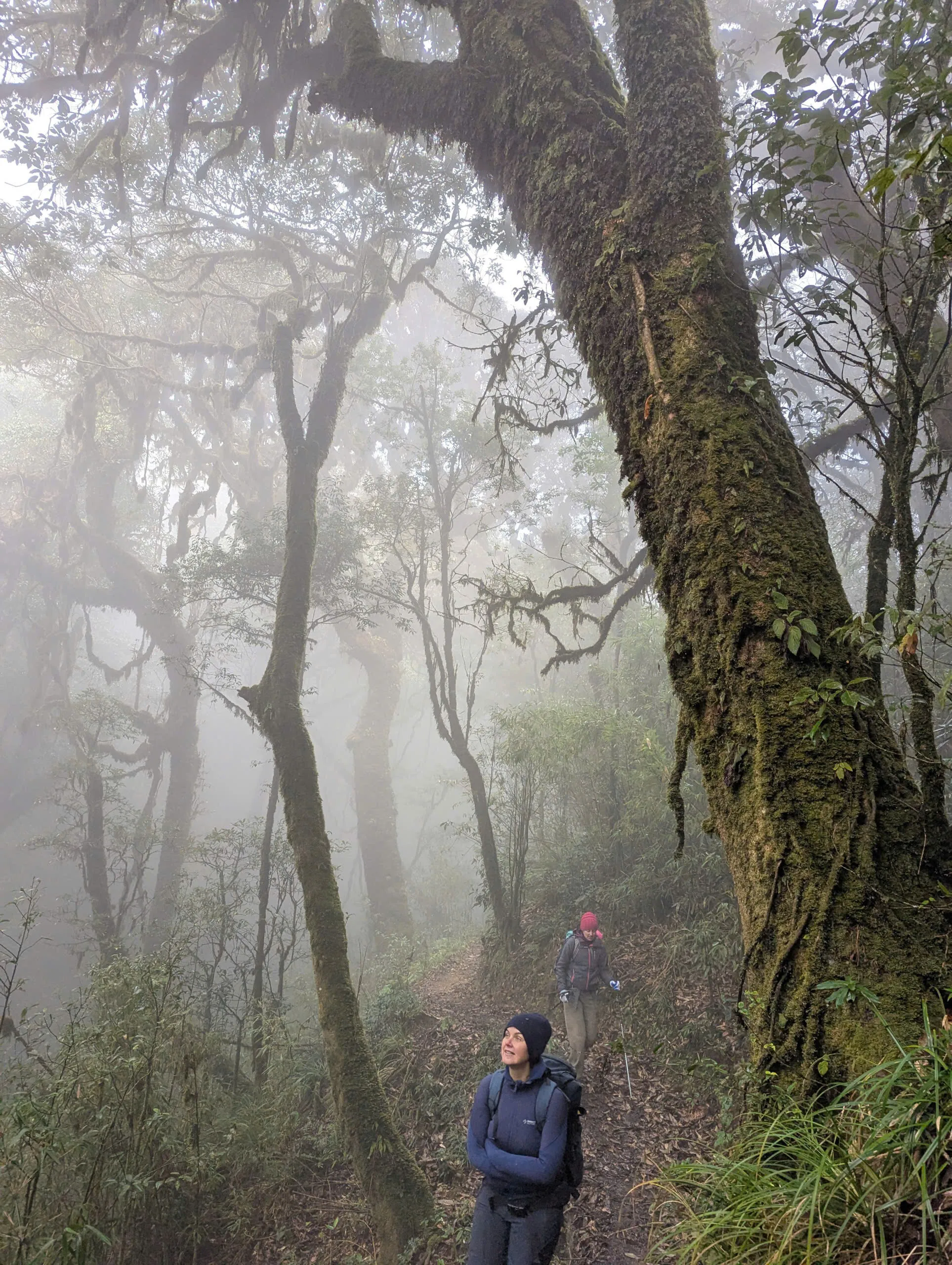 Two trekkers on a mossy forest path in mist on the Tay Con Linh from Tung San corridor.