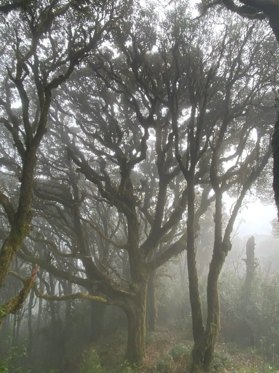 Moss-hung canopy in cloud forest on the Tay Con Linh massif
