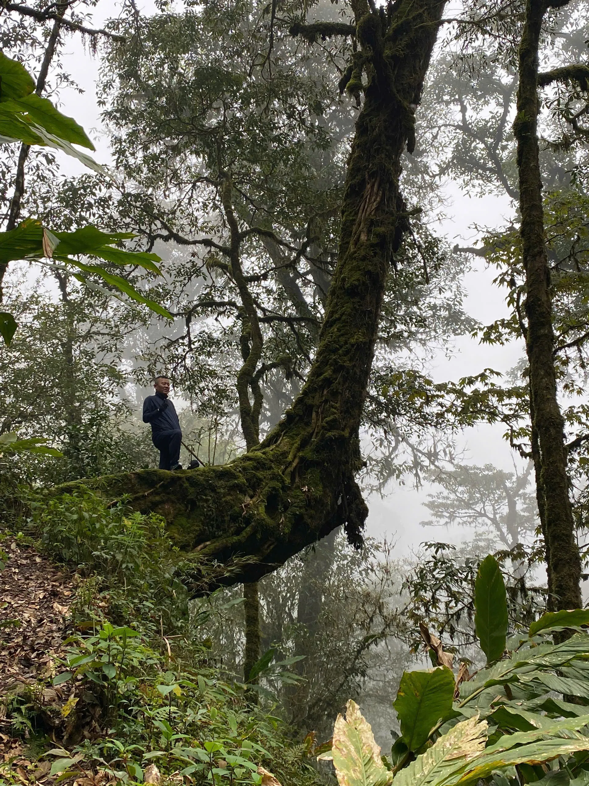 Moss-covered limb in forest on the ascent
