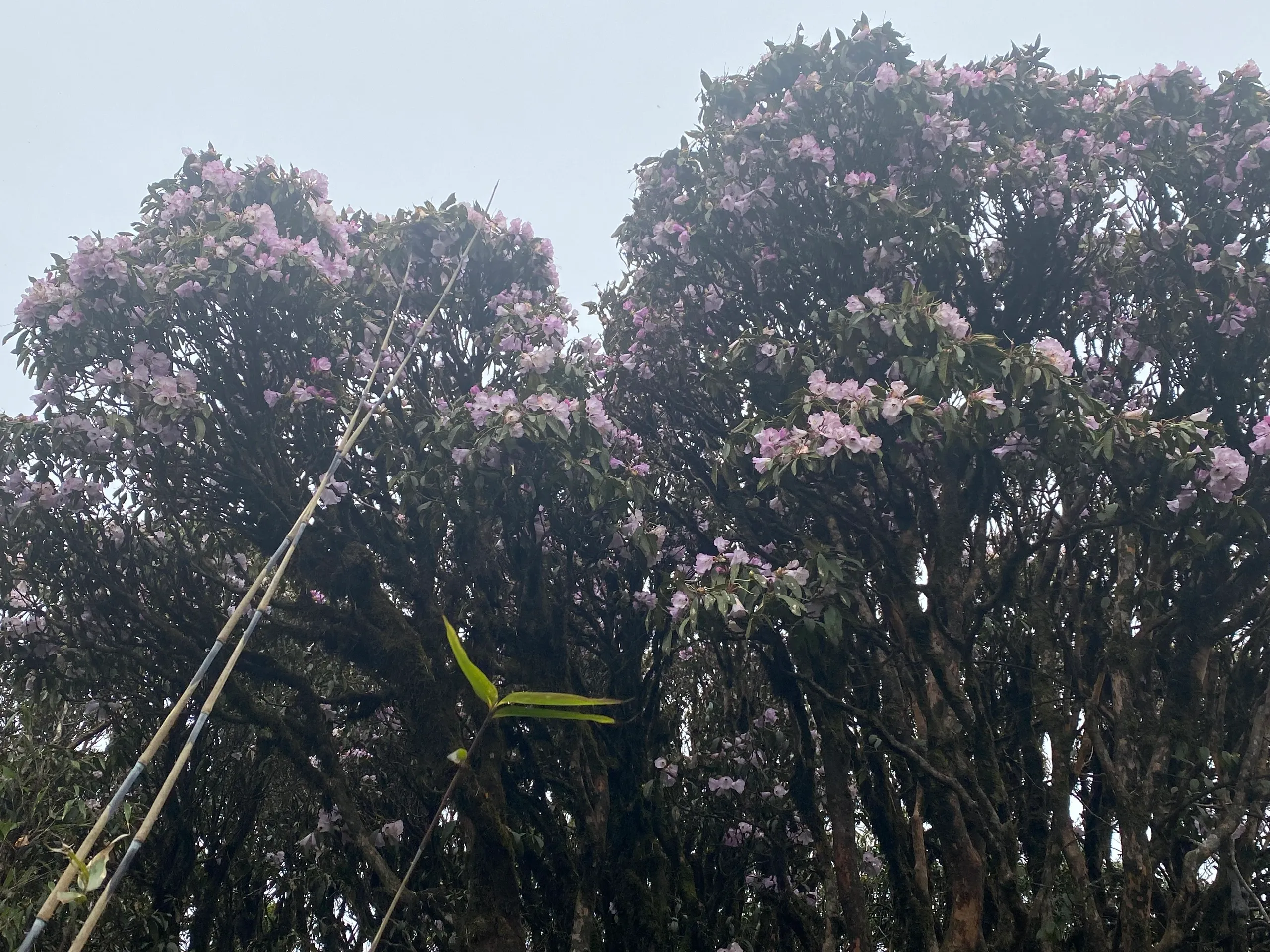 Rhododendron on upper slopes in season